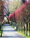 Februar im botanischen Garten